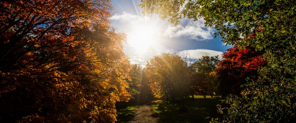 A bright sun pieces through the autumnal trees that form a canopy over the blue sky