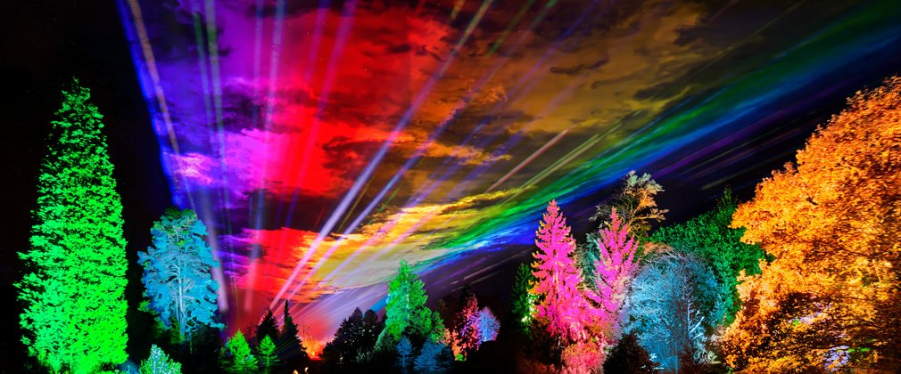 Trees illuminated in colourful and spectacular lights at Bedgebury Pinetum