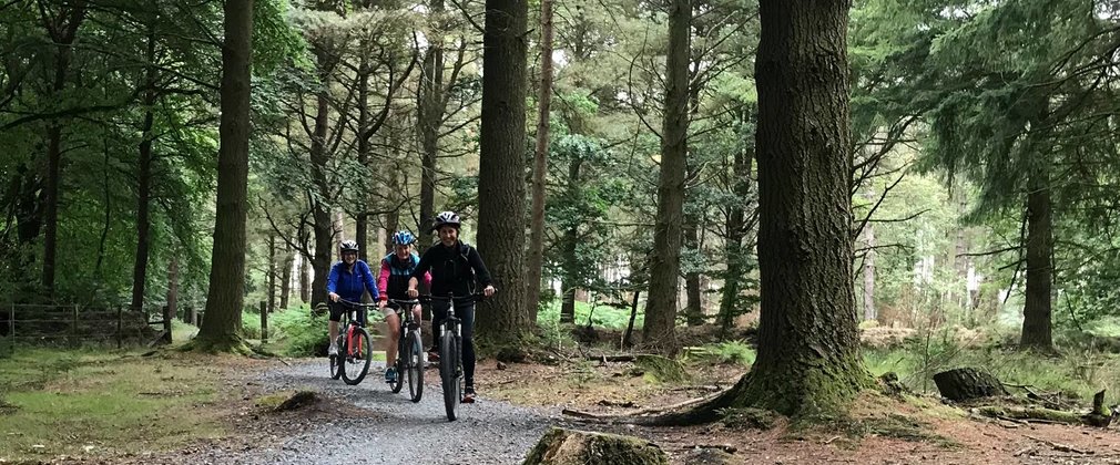 Group cycle through woodland