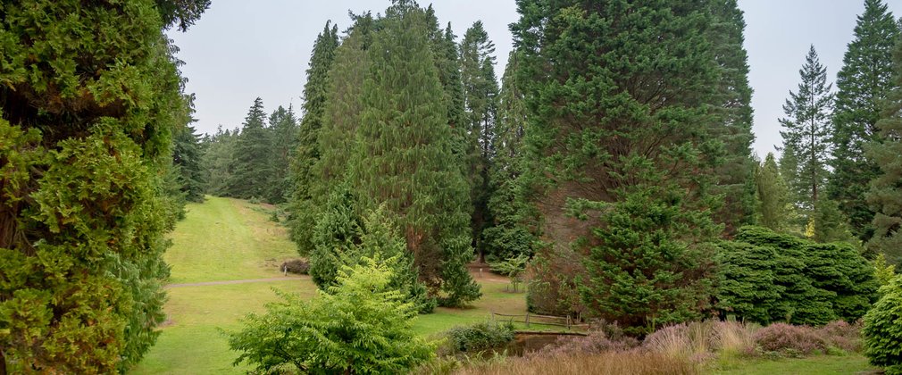 Bedgebury National Pinetum Hill's Avenue autumn