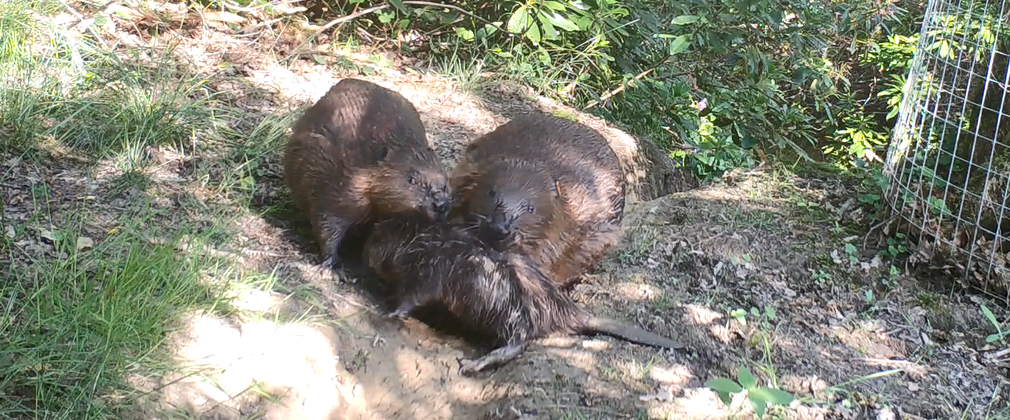 2 baby beavers