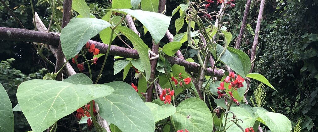 A long thin branch stretches across the image with large been leaves and red flowers surrounding the branch.