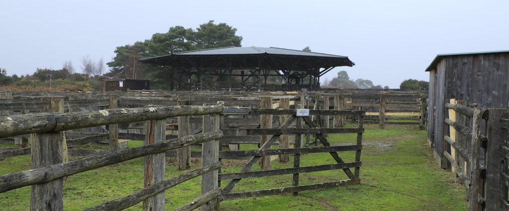 Wooden gate opening on to sales yard