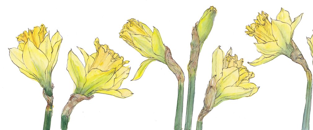 A watercolour drawing on yellow daffodil heads.