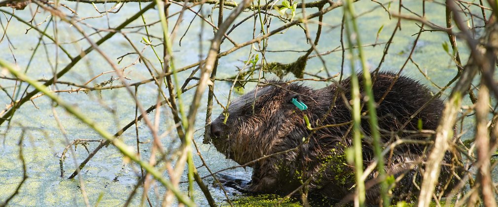 Beaver in pond at Cropton Forest