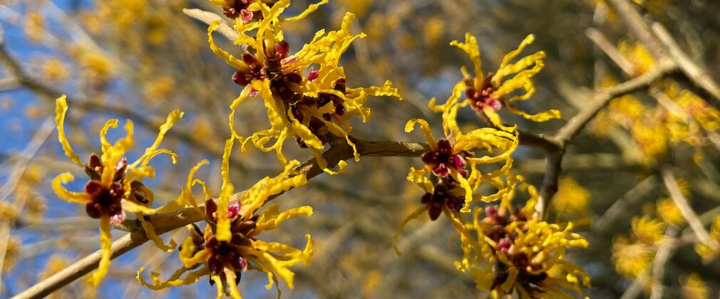 Yellow winter flowering blossom on a bare branch