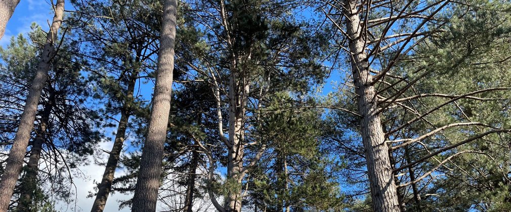 A group of Corsican pine trees, looking upwards into the canopy.