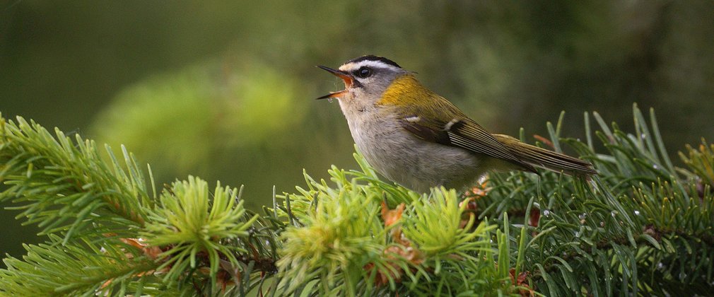 Bedgebury Pinetum bird firecrest 