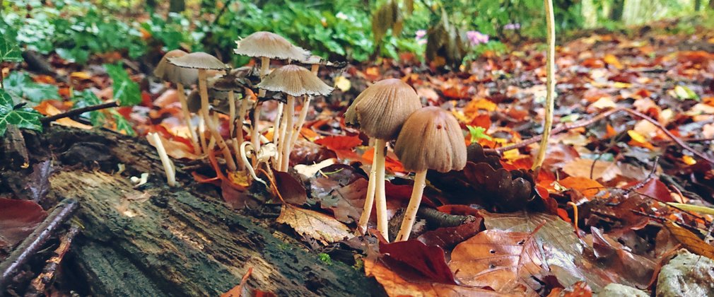 Bedgebury Forest mushrooms and leaves autumn