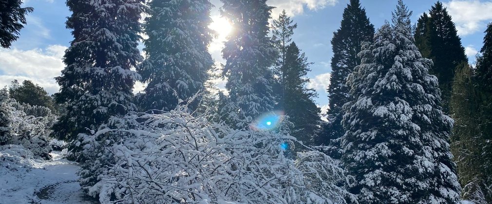 Sun shining in blue sky through tall trees dusted with snow