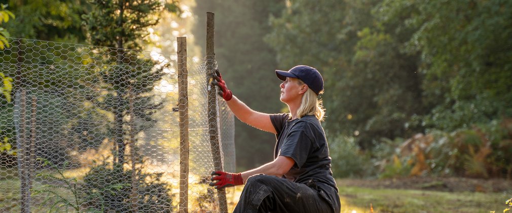 A female forester attaching fencing to posts around a tree sapling