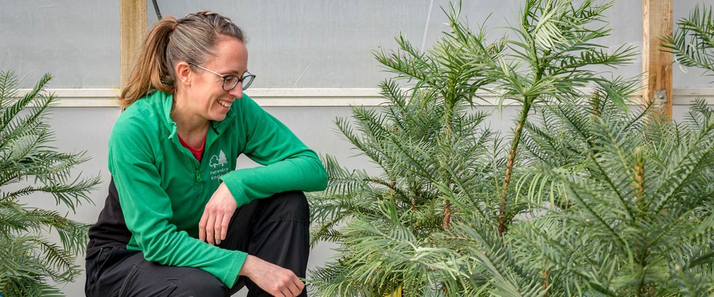 A female member of Forestry England staff, wearing a green branded jumper, crouching on the floor next to small, potted Wollemi pines