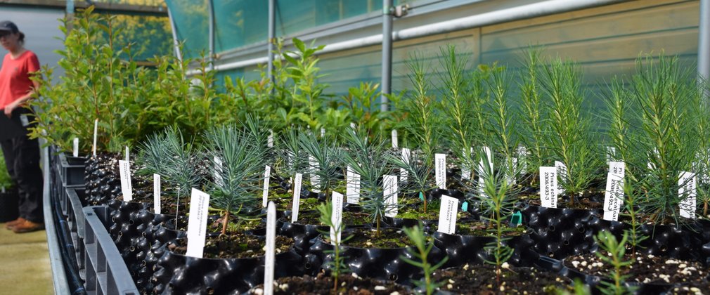Bedgebury National Pinetum Nursery Polytunnel shelf