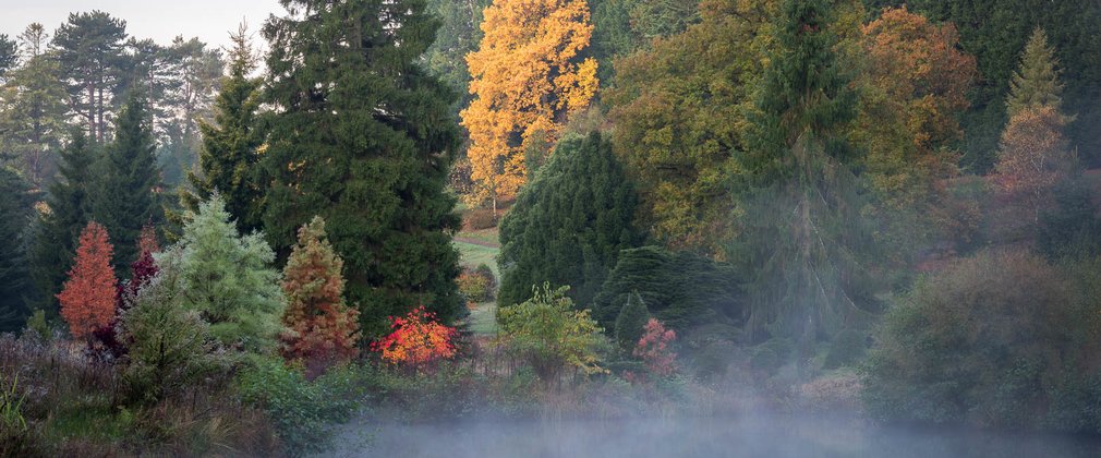 Bedgebury National Pinetum - Reflections lake in mist, mid autumn colour