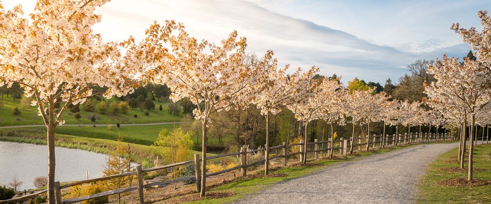Bedgebury National Pinetum and Forest Cherry Tree Avenue in spring