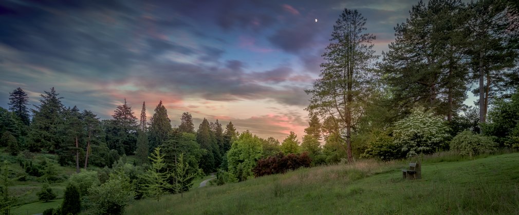 Bedgebury National Pinetum Dallimore Valley sunset summer