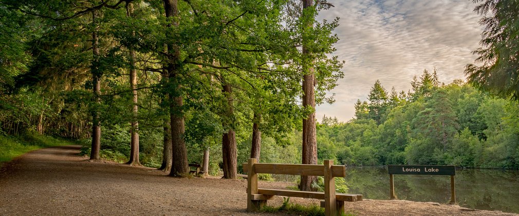 Bedgebury National Pinetum and Forest Louisa Lake view in summer bench