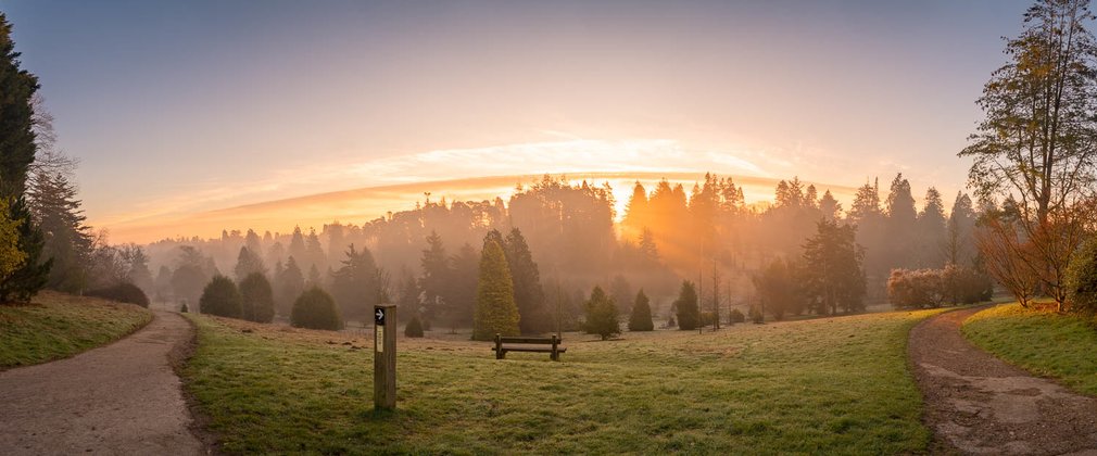 Bedgebury National Pinetum Dallimore Valley sunrise spring