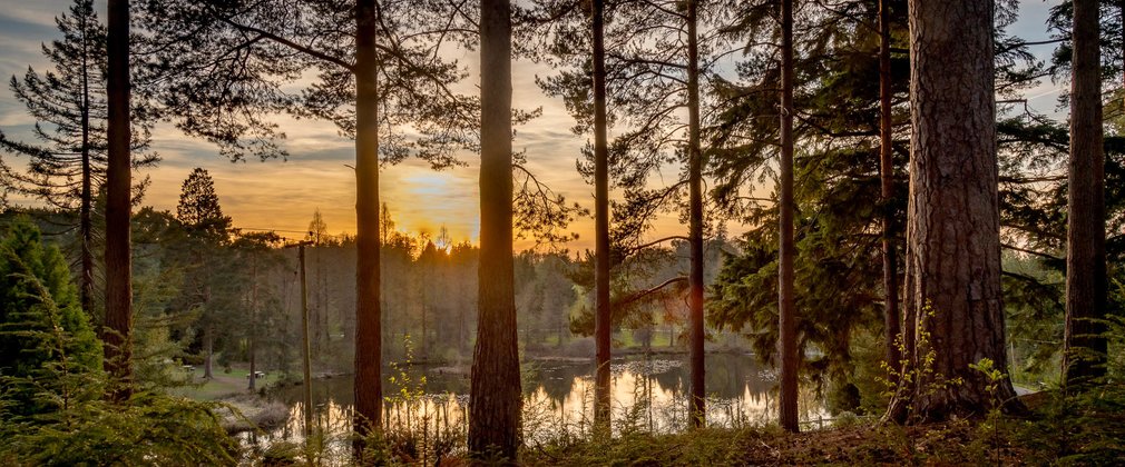 Bedgebury National Pinetum Marshal's Lake april sunset 