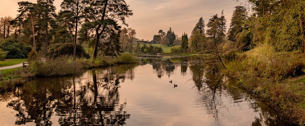 Trees and pond