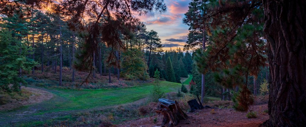 Bedgebury National Pinetum Hills Avenue autumn sunset