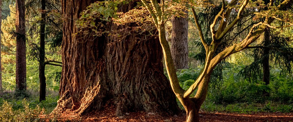 Trees in Bedgebury National Pinetum and Forest