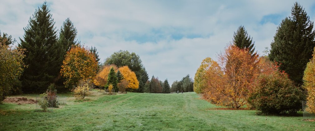 A view across a field lined with trees in full autumn colour.