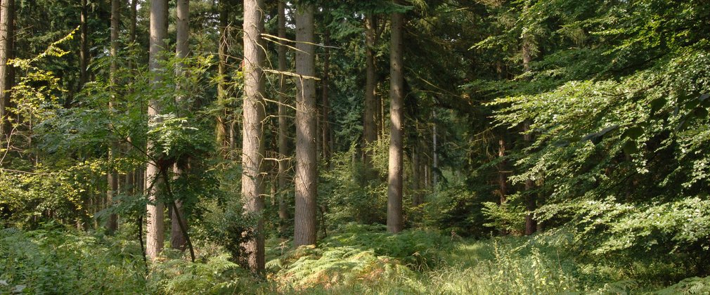 Overgrown beech woodland
