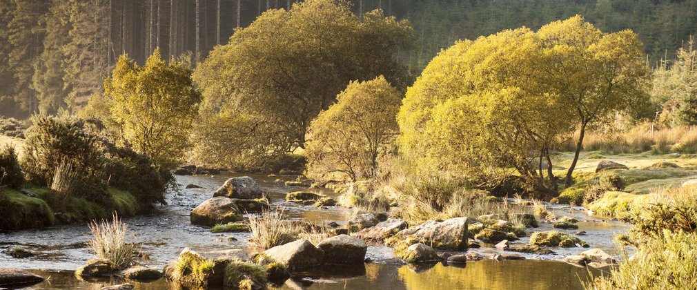 Forest river running through rocks and trees