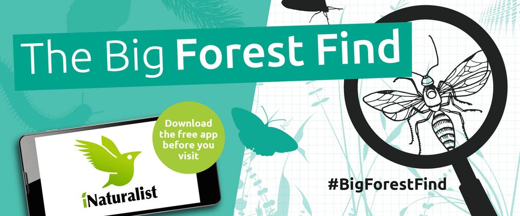 Big Forest Find