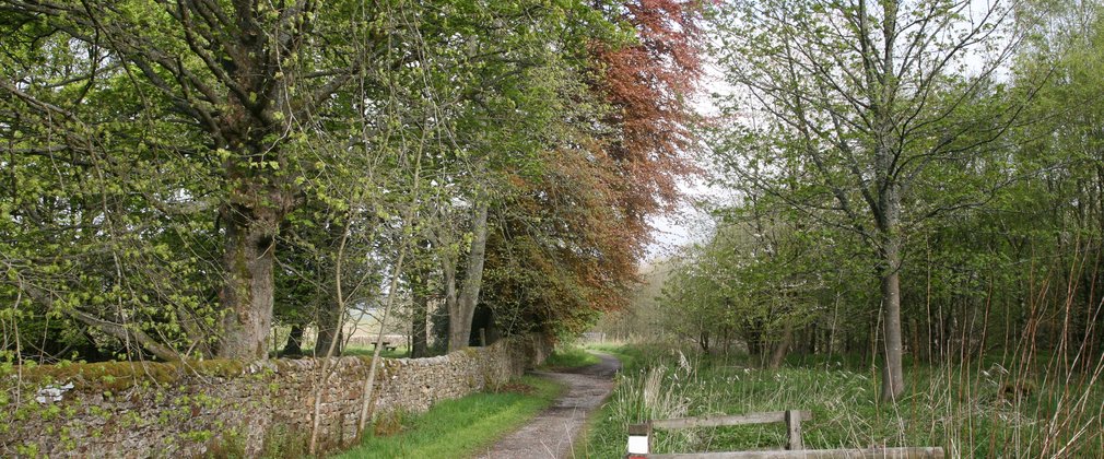 Birch Hills walk, Gisburn