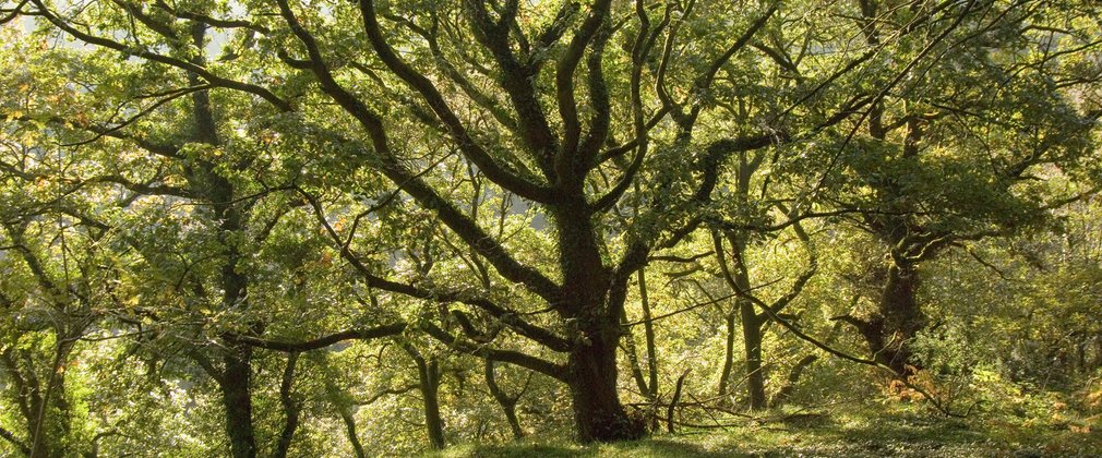 Birch tree blocking out the sun with winding branches