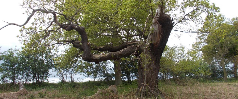 Gnarled old tree with bare branches 