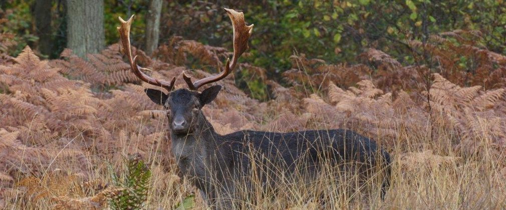 Black Buck in Wyre Forest