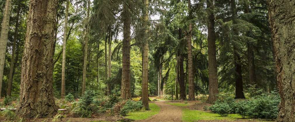 Forest
