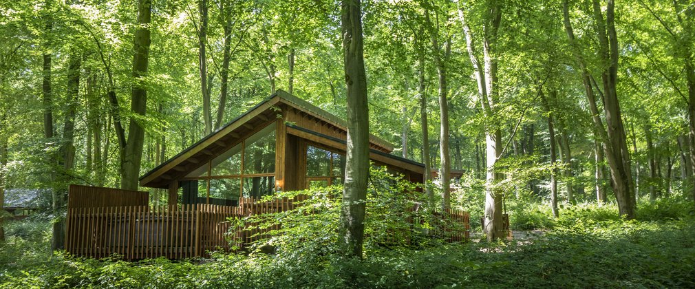 Forest Holidays cabin surrounded by lush green trees
