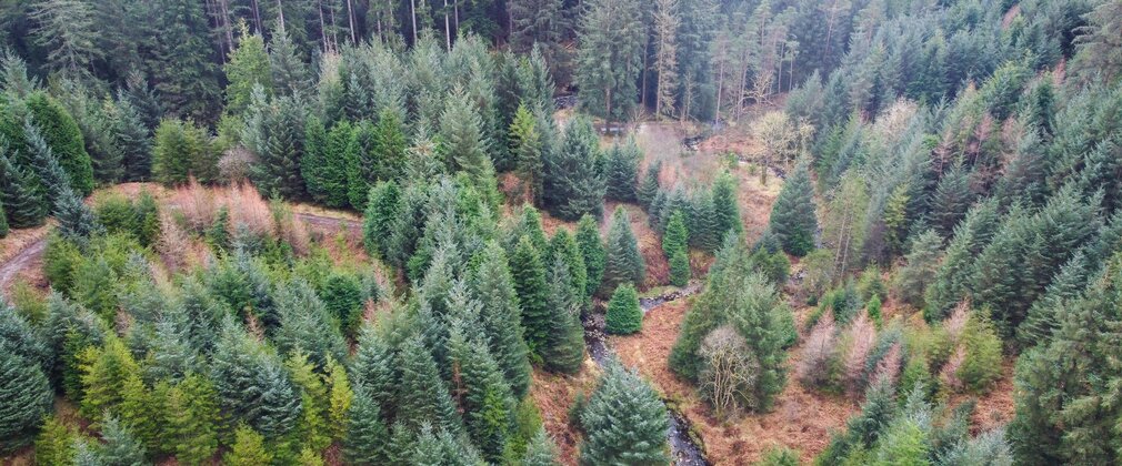 A drone photograph of a conifer forest with a river passing through it