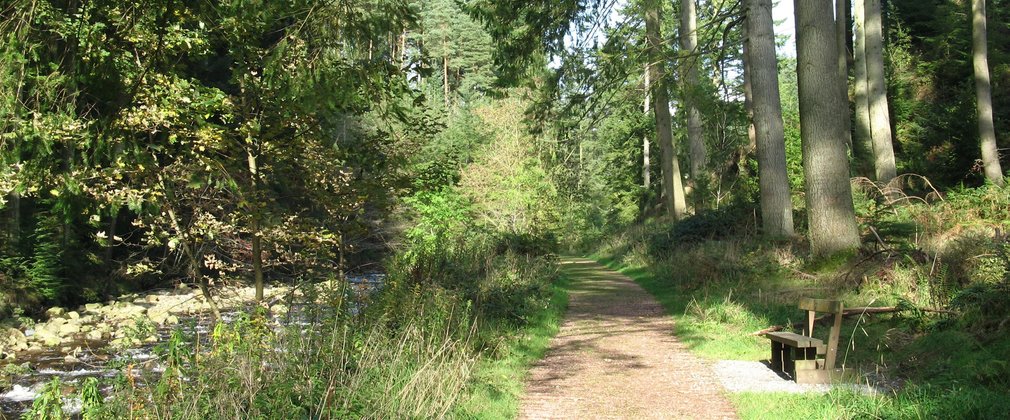 walking path next to stream in Blengdale Forest