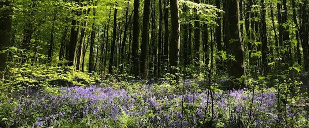 Native bluebells blooming in a beech woodland
