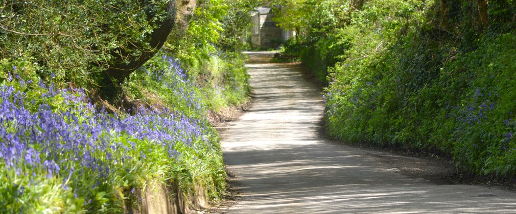A forest road edged with bluebells