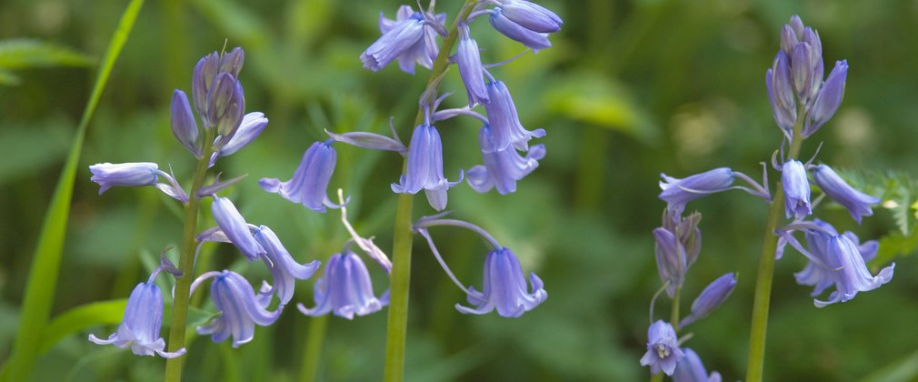 Hybrid Bluebell close up