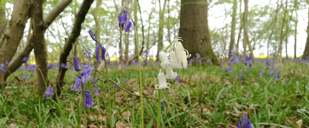 Close up of bluebells and snowdrops on forest floor