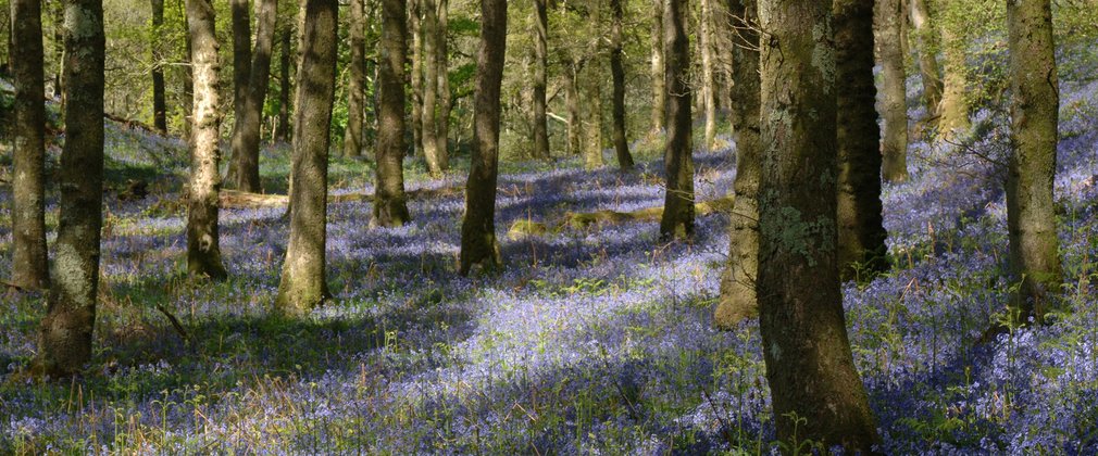 Bluebells in the forest
