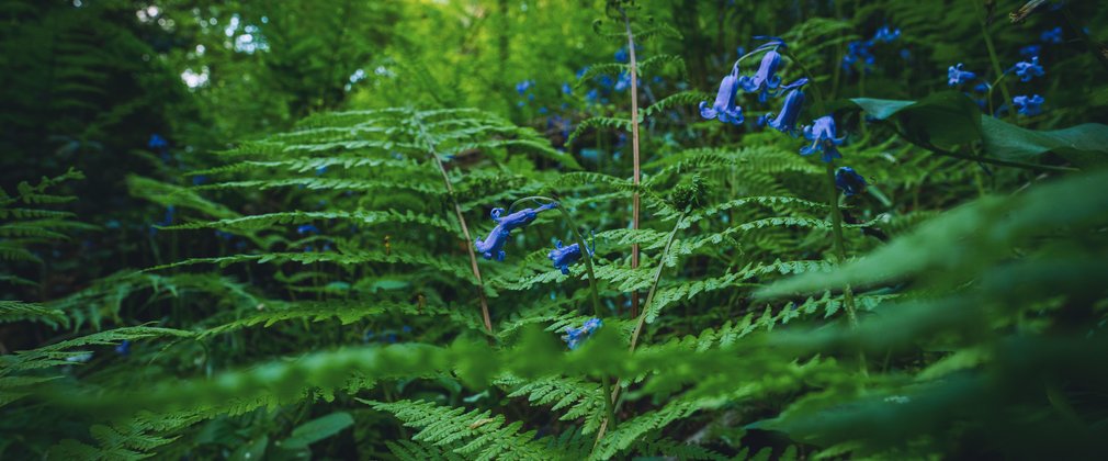 bluebells poking through ferns in a shady forest