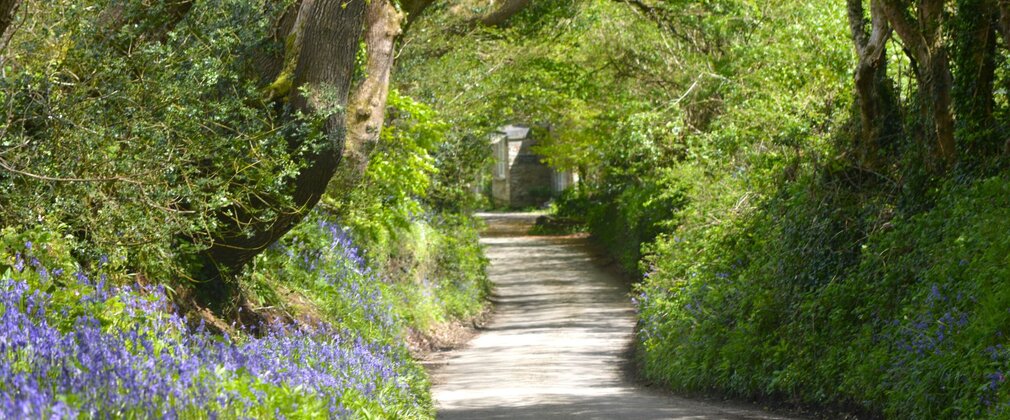 A forest road edged with bluebells