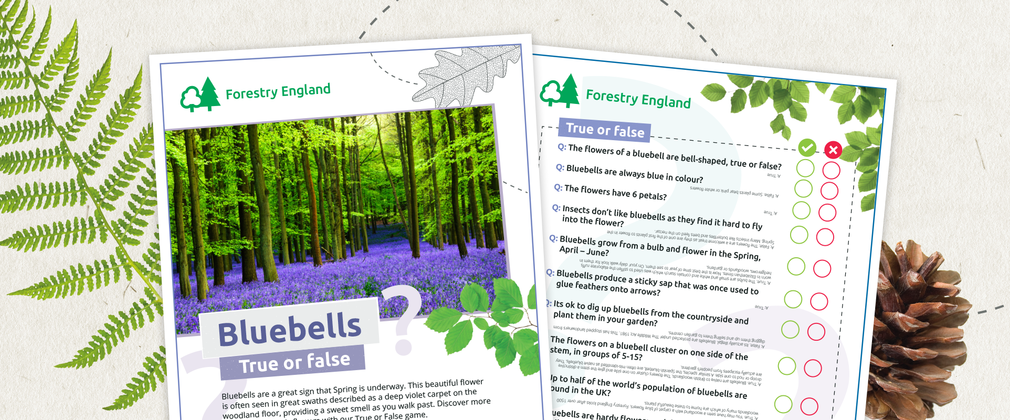 Bluebells True or False activity sheets