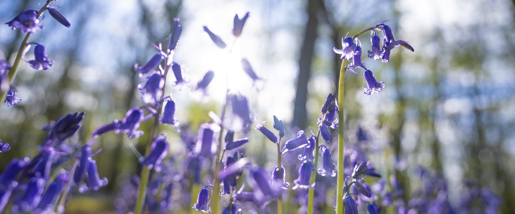 Bluebell woodlands