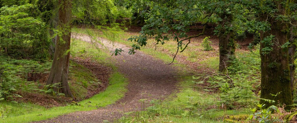 A winding path weaves its way through a woodland