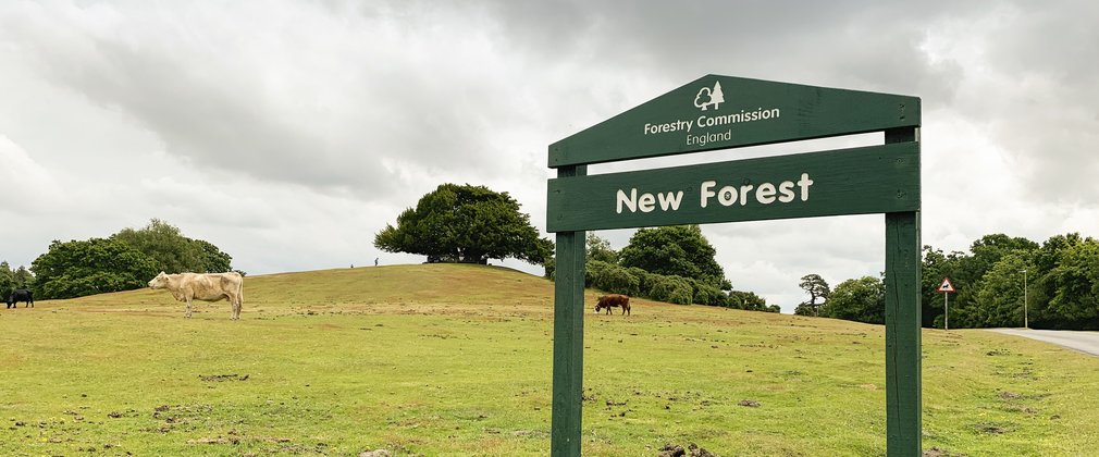 New Forest sign in front of cattle
