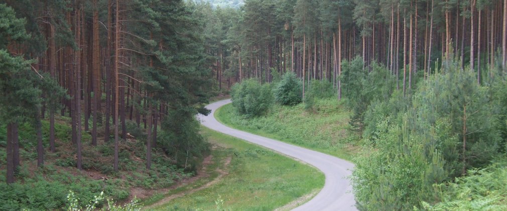Bourne Wood